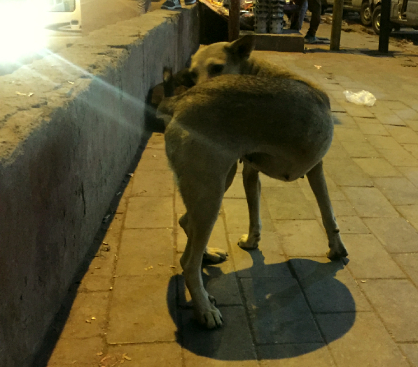 The Dog at the Jahangirpuri Metro Station