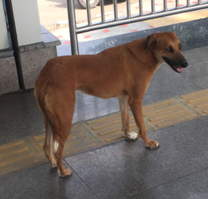 The Dog at the R.K. Puram Metro Station